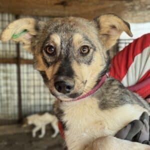 STÖPSEL (♂) - wird unsicher, sollte dringend reisen!