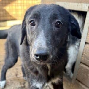 VERO (♂) - wird unsicher, sollte dringend reisen!