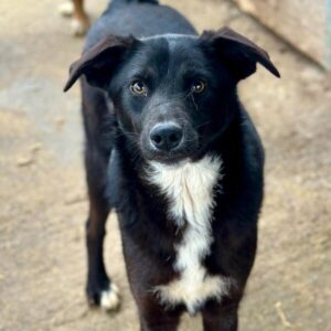 FILA (♀)