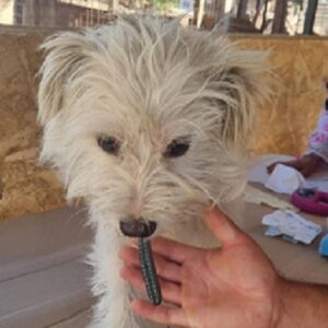 FUSSEL (♂) - ausgereist zu Kathleen Müller (AL)