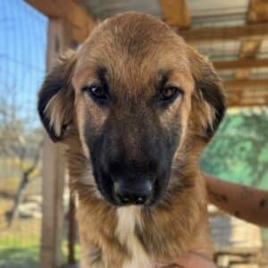 SCARLETT (♀) - wird bereits unsicher, sollte dringend ausreisen (11/25)