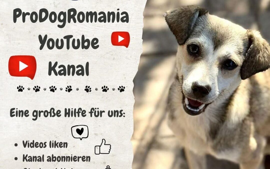 💛 Du willst helfen – ganz ohne Geld? Dann schenk unseren Hunden eine Stimme! 🐶