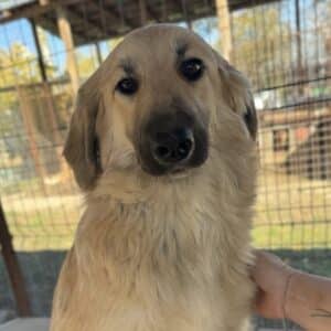 SYBILL (♀) - wird unsicher, sollte zeitnah reisen (11/25)