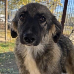 FINNIAN (♂) - wird unsicher, sollte zeitnah reisen (11/25)