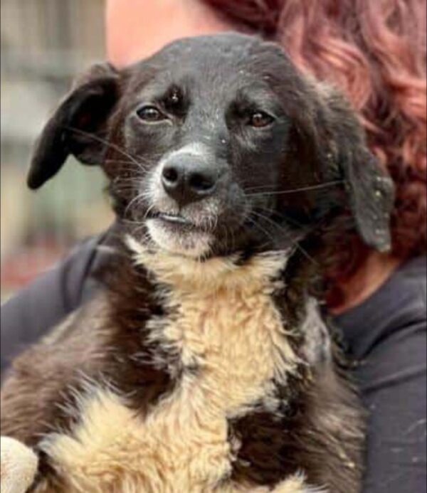 PAULINE - Gnadenplatzhund seit dem 31.05.2025 – Bild 11