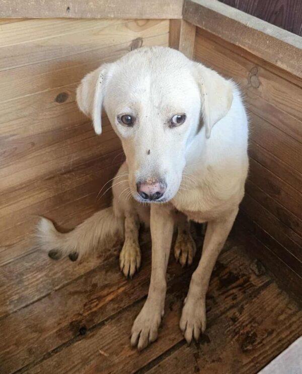 ZEUS (♂) – Bild 2