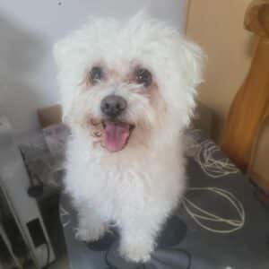 JACINDA (♀) - in Rumänien vermittelt 09/25