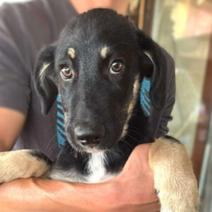 HERMANN (♂) - in Rumänien vermittelt 09/25