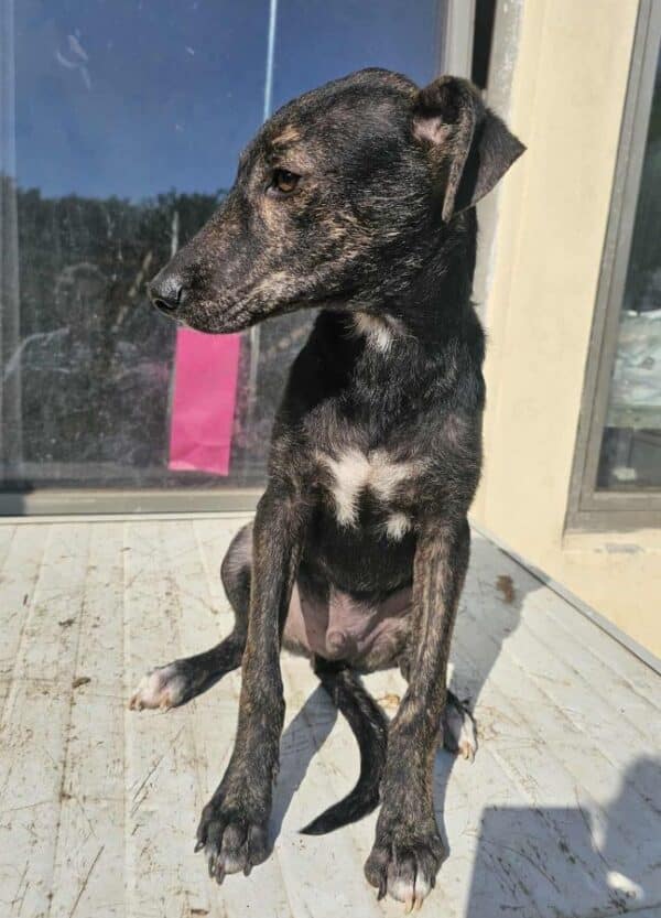 PERRO (♂) – Bild 3