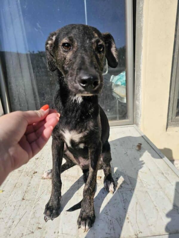 PERRO (♂) – Bild 2
