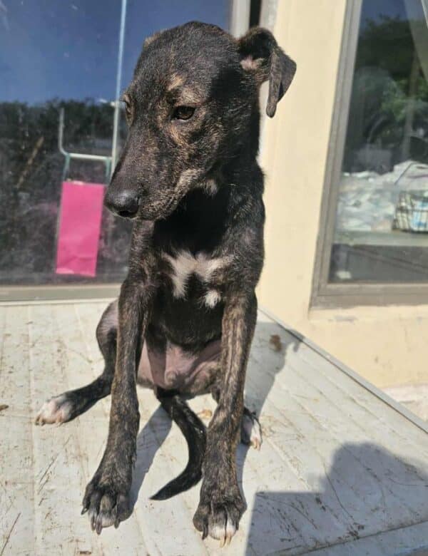 PERRO (♂) – Bild 4