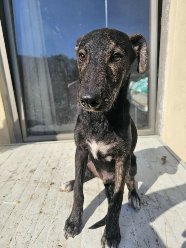 PERRO (♂) – Bild 5