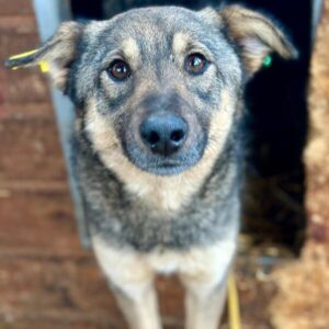 CIELLE (♀) Notfall - Bissverletzung