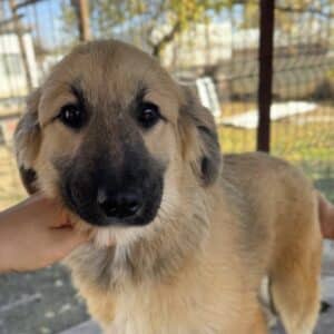 EKKO (♂) - wird unsicher, sollte bald ausreisen (11/25)