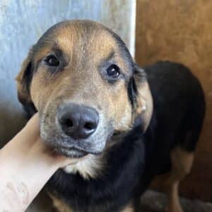 SENICO (♂) - wird bereits unsicher, sollte zeitnah ausreisen (11/25)