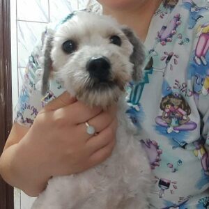 NICOLINO (♂) - auf PS im PLZ Bereich 55 (SD) *ausgereist*