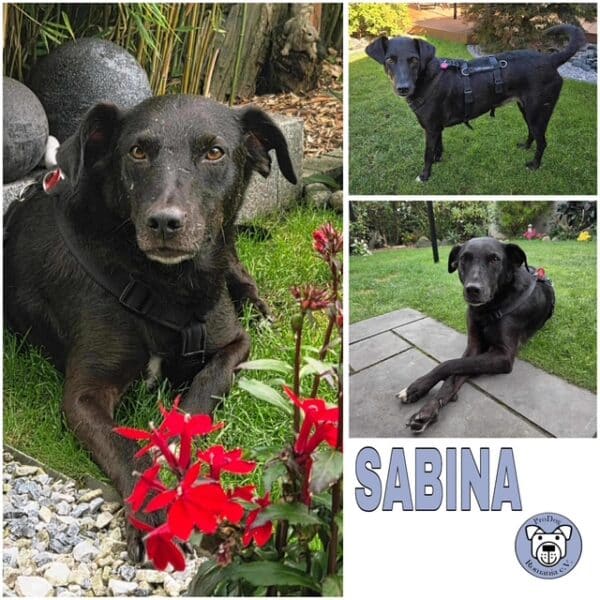 SABINA (♀) in 31157 Sarstedt