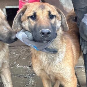 ERBSE (♀) - wird unsicher, sollte zeitnah reisen