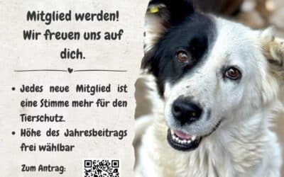 Mitglied werden bei ProDogRomania e.V. 🐾✨
