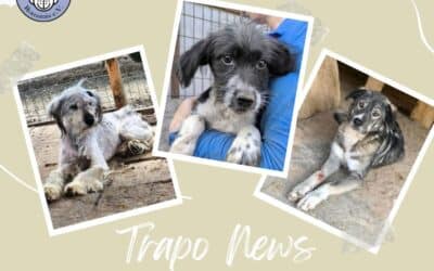 🚐🐾 Ankunft unserer Schützlinge / Transport 19.09.2025 🐾🚐