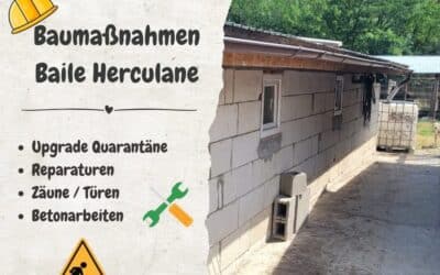🐾 Spendenaufruf für unser Shelter in Baile Herculane 🐾