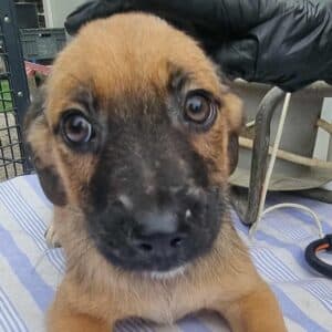 GUCKY(♂) - auf PS im PLZ Bereich 66 (JW) - vermittelt