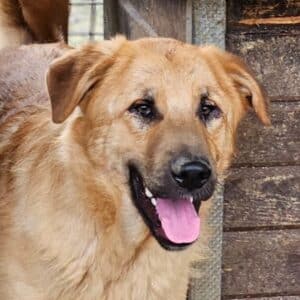 OLAV (♂) - ist bereits unsicher, sollte zeitnah ausreisen (11/25)