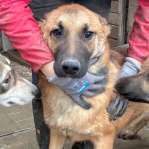 OTHELLO (♂) - wird unsicher, sollte zeitnah reisen