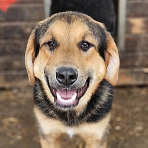 SENICO (♂) - wird bereits unsicher, sollte zeitnah ausreisen (11/25)