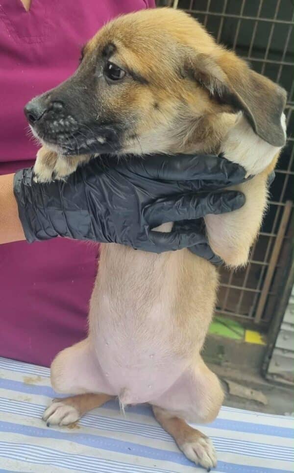 YAKO(♂) - ausgereist zur Tierhilfe Lebenswert DR 03.10.25 – Bild 2