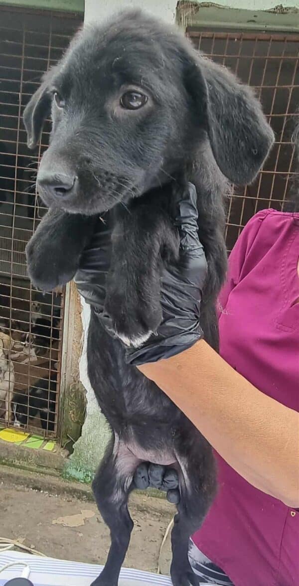 TALISHA  (♀) - ausgereist zur Tierhilfe Lebenswert DR 03.10.25 – Bild 2