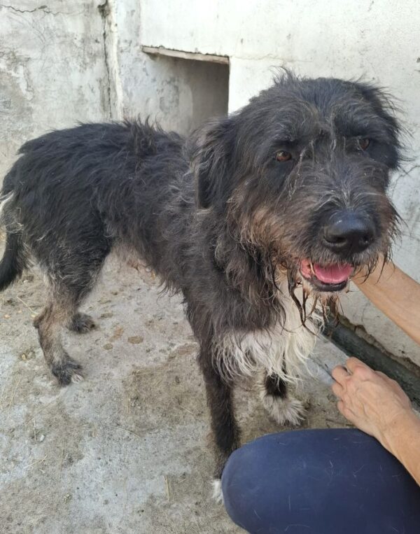 BRAM (♂) – Bild 3