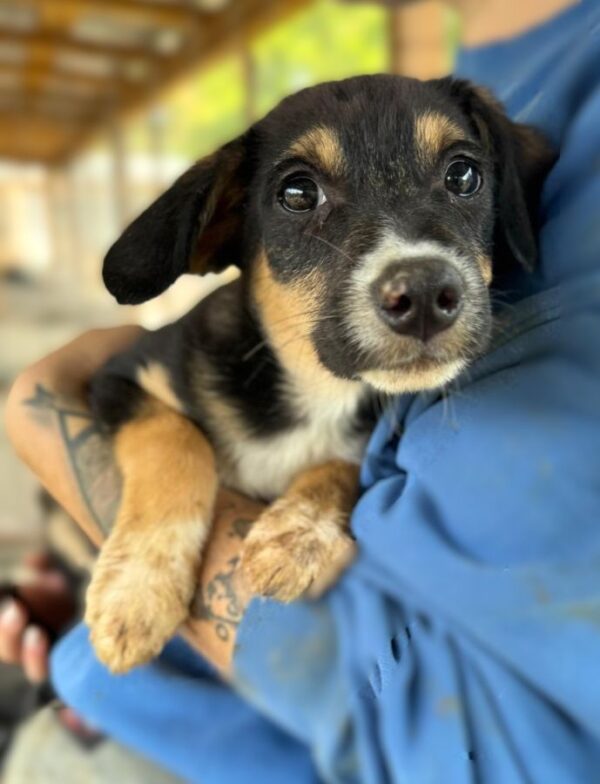 INDY (♂) – Bild 2