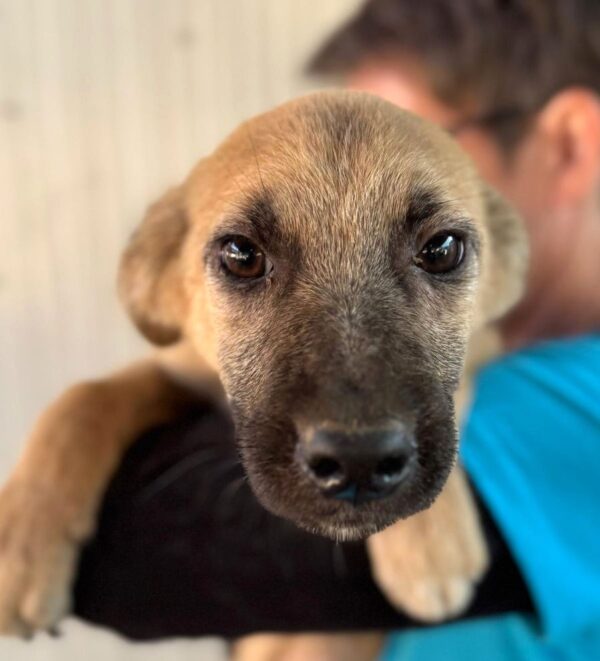 VIDA (♀) - Notfall - klapperdürr, hustet, wird im Kennel angegangen, Hautprobleme (09/25)