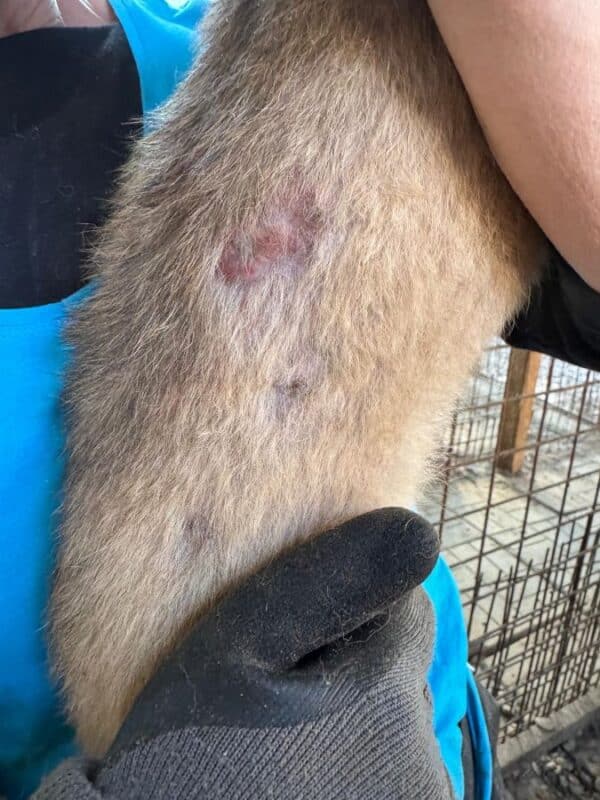 VIDA (♀) - Notfall - klapperdürr, hustet, wird im Kennel angegangen, Hautprobleme (09/25) – Bild 5