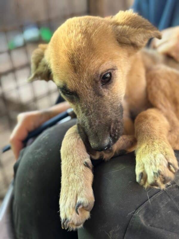 VIDA (♀) - Notfall - klapperdürr, hustet, wird im Kennel angegangen, Hautprobleme (09/25) – Bild 2