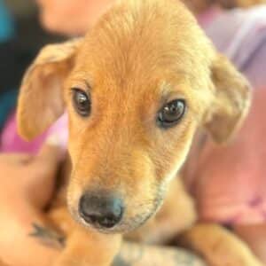 NOUGATO (♂) - zu dünn (09/25) - ausgereist zur Tierhilfe Lebenswert DR 03.10.25