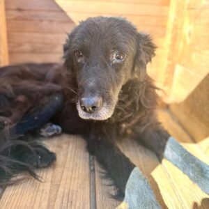 CHURCHILL (♂) - vermittelt MH