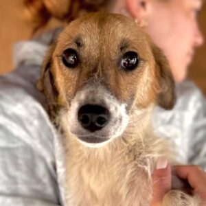 MACA (♀) - zu dünn, beginnende Hautprobleme (09/25) - ausgereist zur Tierhilfe Lebenswert DR 03.10.25