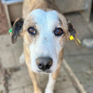 SHAKTI (♀) - ausgereist zum TST Rösrath (SAS)