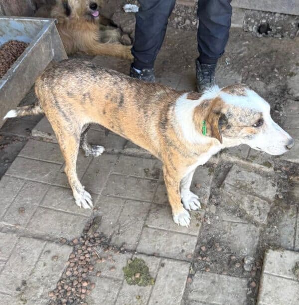 SHAKTI (♀) - reserviert TST (SAS 12.10.) – Bild 5