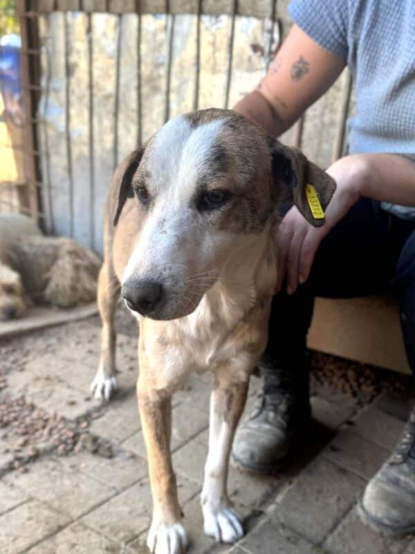 SHAKTI (♀) - reserviert TST (SAS 12.10.) – Bild 4