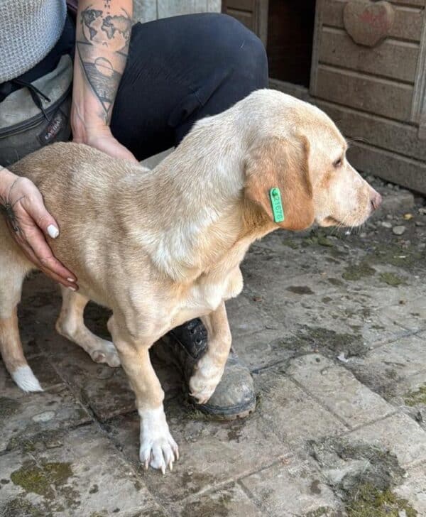 NEALA (♀) - ausgereist zu Step by Paw (AL) – Bild 3