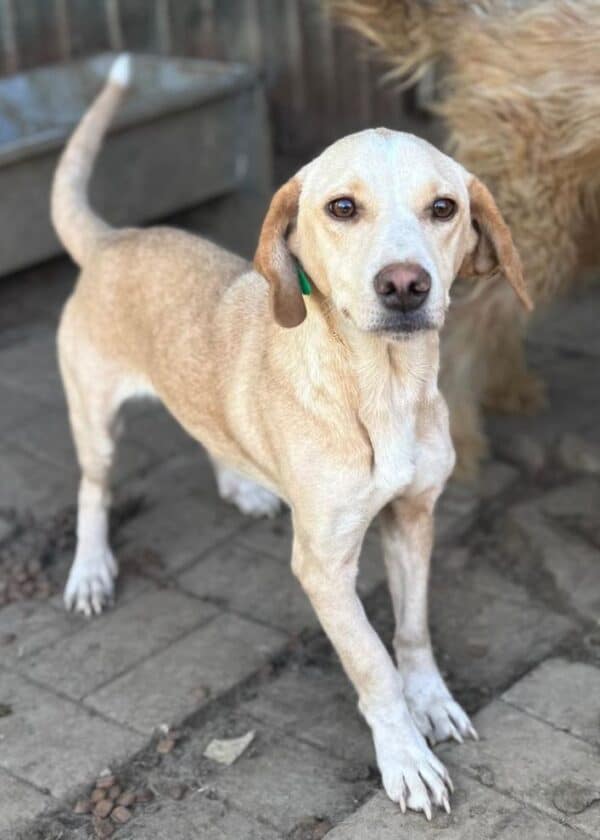 NEALA (♀) - ausgereist zu Step by Paw (AL) – Bild 2