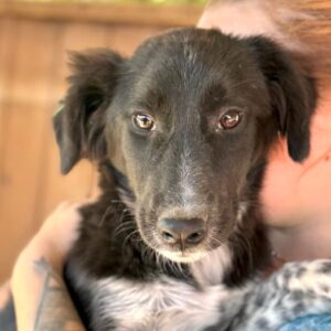 KÄTHE (♀) - ausgereist zum TST Rösrath (SAS)