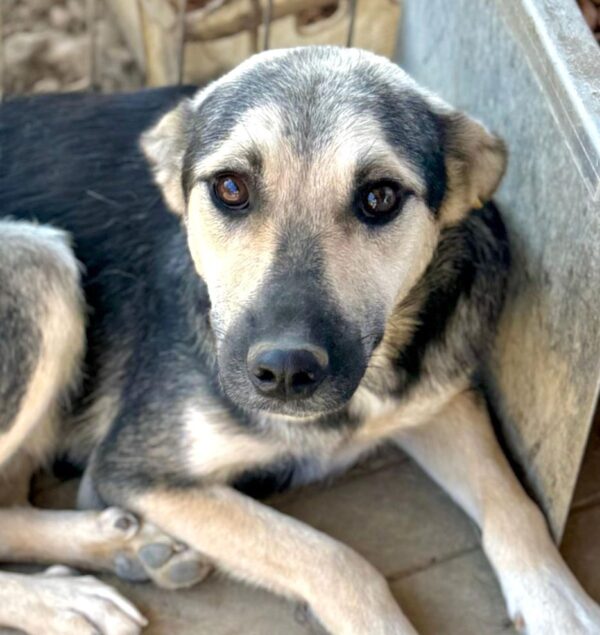 TIRANA (♀) - auf PS im PLZ Bereich 21 (SE) – Bild 4