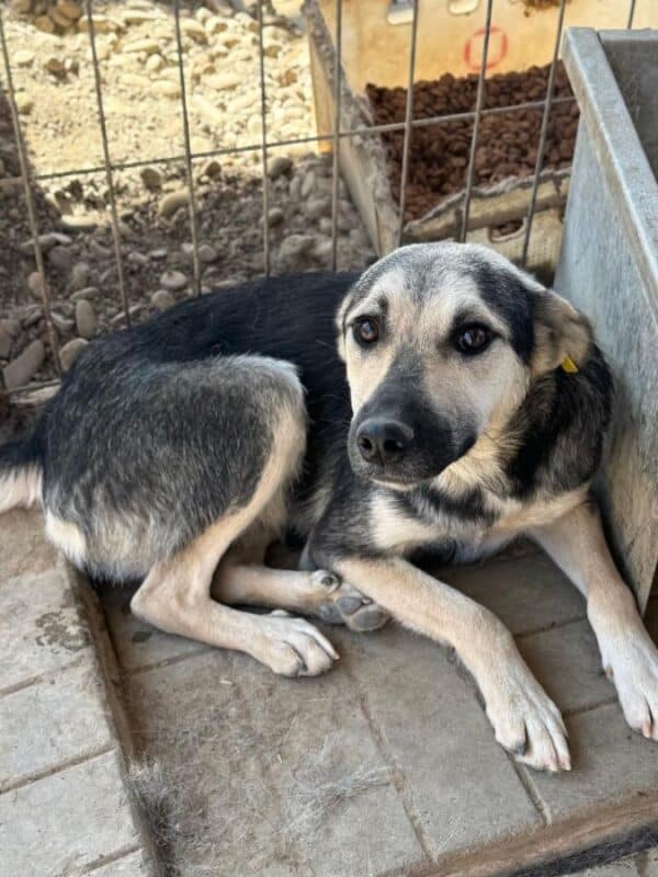 TIRANA (♀) - auf PS im PLZ Bereich 21 (SE) – Bild 3