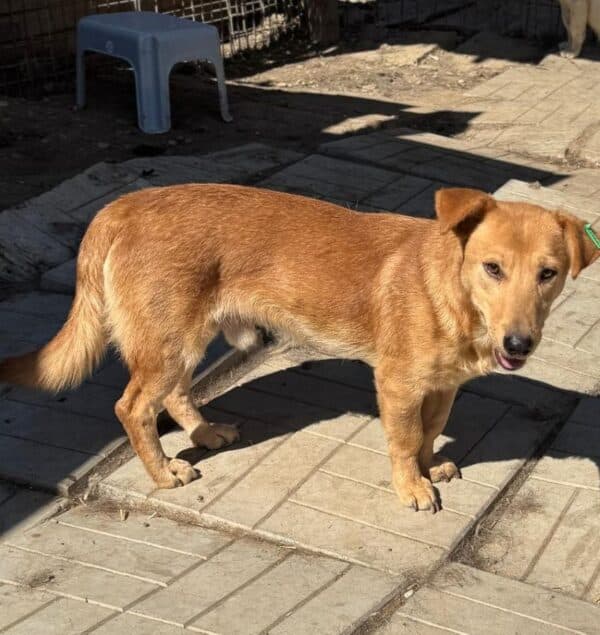 RITCHI (♂) – Bild 5
