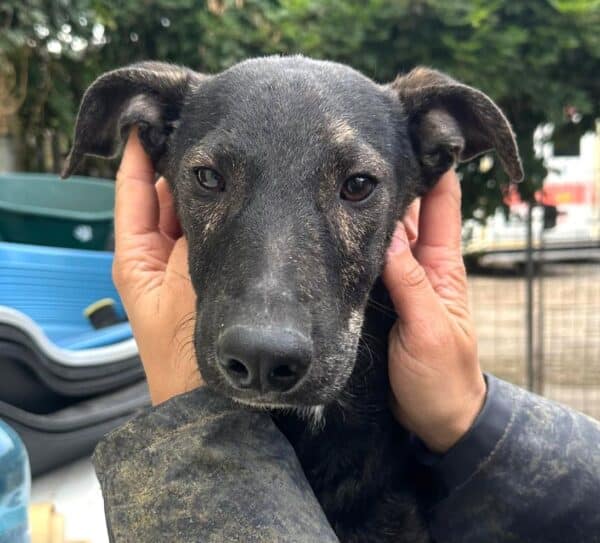 PERRO (♂)