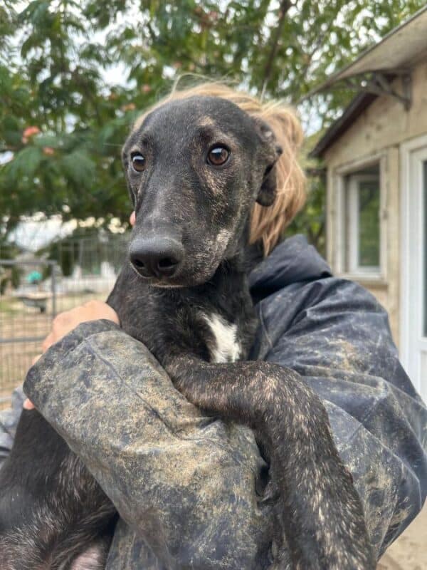 PERRO (♂) – Bild 4